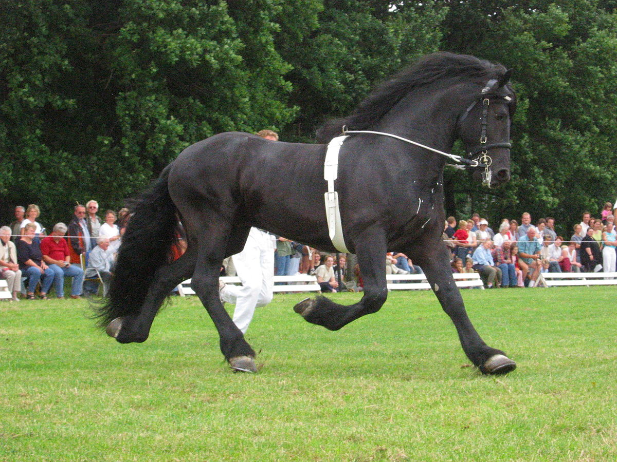 Pegasus Vaulting Supply